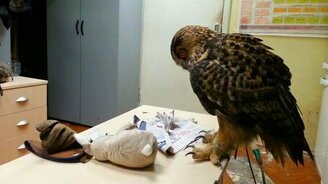 Как филин борется со СМИ - смотреть видео (5:37)