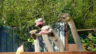 Мальчишки дразнят страусят - смотреть видео (0:44)