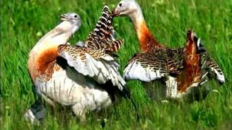 Джазовая песня дрофы - смотреть видео (1:11)