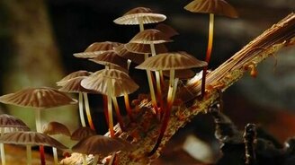 Грибы во всей красе - смотреть видео (3:36)