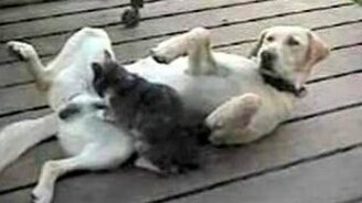 Массаж яиц - смотреть видео (0:24)