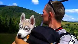 Щенок-путешественник - смотреть видео (2:11)