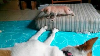 Задиристый котёнок против доброго пса - смотреть видео (0:40)