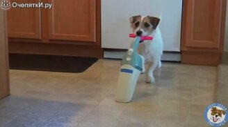 Трюки очень полезной собаки - смотреть видео (3:33)