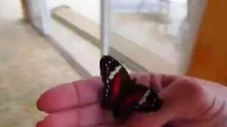 Выпустила бабочку... - смотреть видео (0:39)