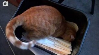 Каково работать с кошками - смотреть видео (3:09)