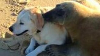 Тюлень подружился с собакой - смотреть видео (0:36)