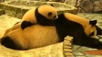 Уставшая панда и её малыш - смотреть видео (0:45)