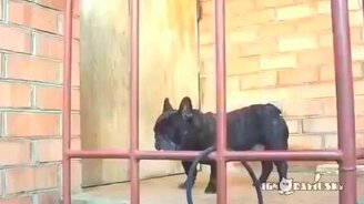 Собака-возмущака - смотреть видео (0:44)