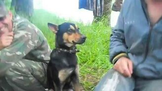 Собака-засыпака - смотреть видео (1:52)