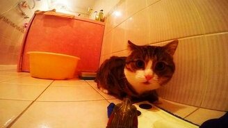 Мир глазами черепахи - смотреть видео (2:33)