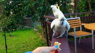 Какаду-захватчики - смотреть видео (3:18)