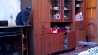 Играем в пинг-понг с котом - смотреть видео (0:45)