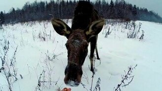 Полудомашний лось - смотреть видео (2:35)