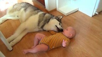 Хаски и малыш - смотреть видео (1:12)