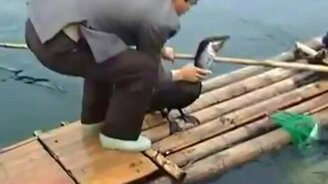 Рыбалка с птичьей помощью - смотреть видео (1:30)