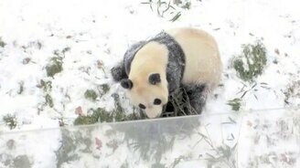 Панда радуется снегу - смотреть видео (0:52)