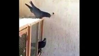 Четырёхкратное сальто от голубя - смотреть видео (0:43)