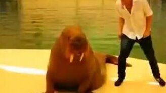 Морж-Майкл Джексон - смотреть видео (0:51)