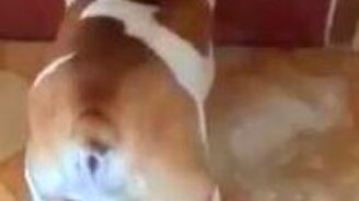 Бульдог с костью против дверки - смотреть видео (0:54)