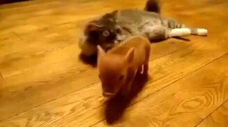 Два кота против малыша-похрюшонка - смотреть видео (0:21)