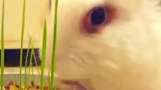 Домашняя газонокосилка - смотреть видео (0:15)