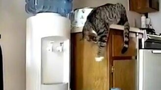 Котяра сантехник - смотреть видео (0:43)