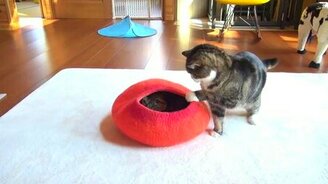 Мару и Хана резвятся - смотреть видео (3:19)