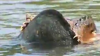 Влюблённые черепахи - смотреть видео (1:39)