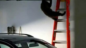 Мать спасает медвежонка - смотреть видео (1:53)