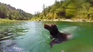 Собака-ныряка - смотреть видео (0:29)