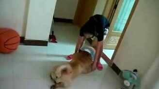 Гимнаст чау-чау - смотреть видео (1:59)