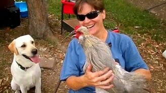 Два петуха: кто главнее? - смотреть видео (0:39)