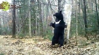 Медведь-почесун - смотреть видео (1:19)