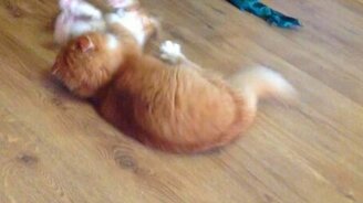 Кошка против котёнка: трейлер к битве - смотреть видео (1:05)