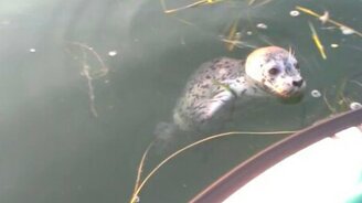 Дружелюбный тюлень приплыл к лодке - смотреть видео (2:07)