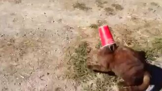 Собака спасает кошку - смотреть видео (0:20)