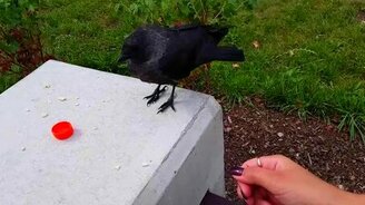 Галка, которая не боится людей - смотреть видео (0:52)