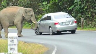 Слон атакует автомобиль - смотреть видео (1:17)