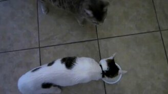 Кошак, это мой стакан! - смотреть видео (1:25)