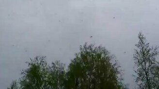 Комары в лесотундре - смотреть видео (0:22)