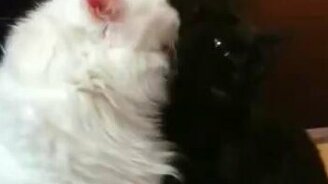 Чёрно-белая любовь - смотреть видео (0:15)