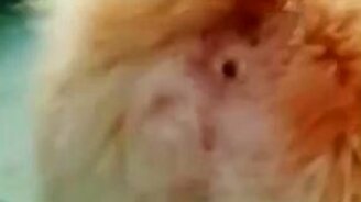 Чем лают собаки на самом деле? - смотреть видео (0:12)