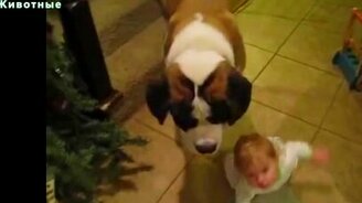 Человеческие и собачьи детёныши вместе - смотреть видео (6:28)