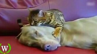 Смешные псины - смотреть видео (5:56)