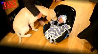 Кошки и собаки впервые встречаются с младенцами - смотреть видео (2:54)