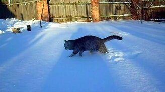 Первая и последняя зимняя прогулка кота - смотреть видео (0:27)