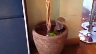 Застукал белку, которая прятала заначку - смотреть видео (0:19)