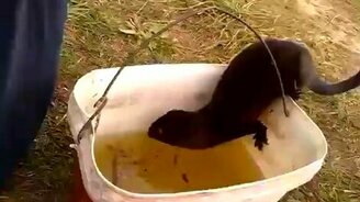 Норка грабит рыбаков - смотреть видео (0:35)