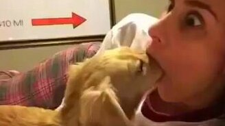 Собака-затычка - смотреть видео (0:04)